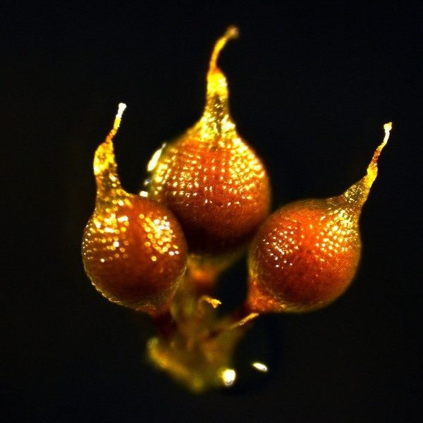 P. patens sporophytes